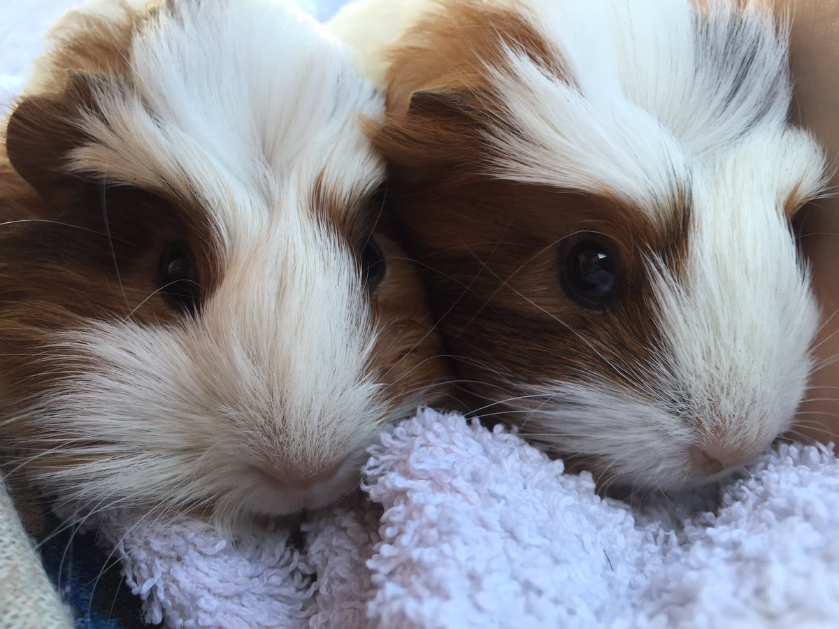 FeelsLikeHomeFH's tweet photo. My two new cuties 🙈 so tiny! https://t.co/S6SJOsjP6z