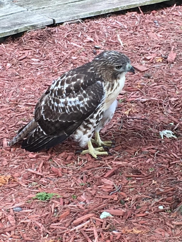 Maple Heights P.D. transported an injured Red-tailed hawk to the Medina Raptor Center where it will be taken care of