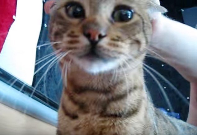 Chats_Chats's tweet photo. Ce chat réveille son humain tous les matins #JournéeInternationaleDesChats #WorldCatDay https://t.co/qeDVPGKQrH https://t.co/hfG3ZrEo8B