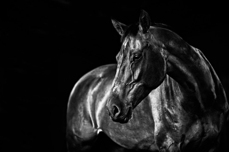 #EquineBeauty The Horse. So Beautiful and Majestic.