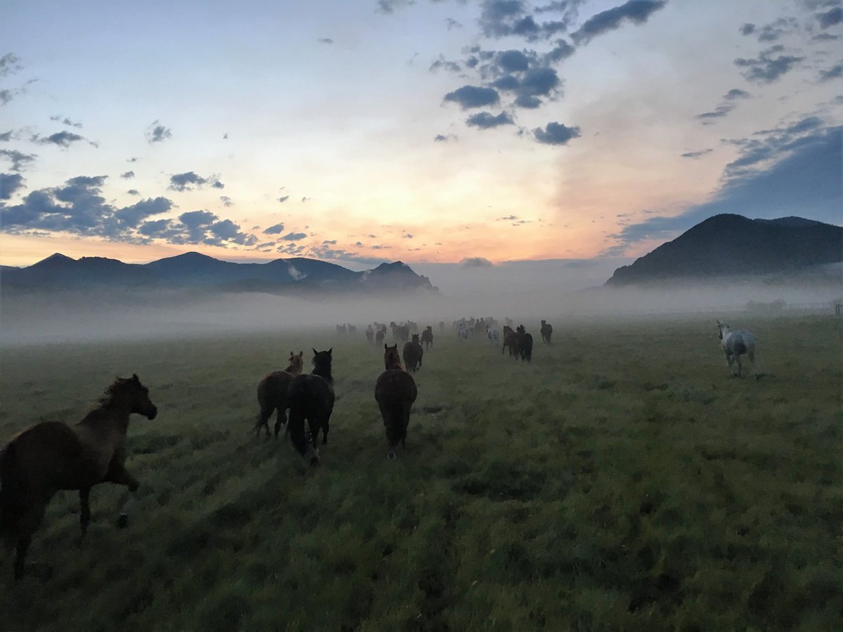RanchWeb's tweet photo. Foggy morning wrangling at 7D Ranch! #ranchlife #horses #wyoming https://t.co/BmqAEfkhn5