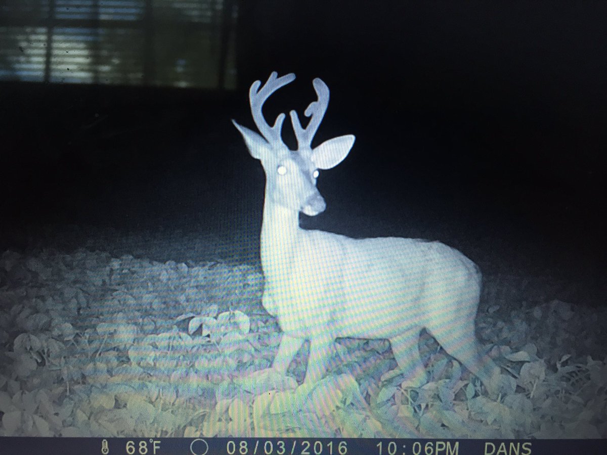 Love my <a href="/BrowningCams/">BrowningTrailCameras</a>