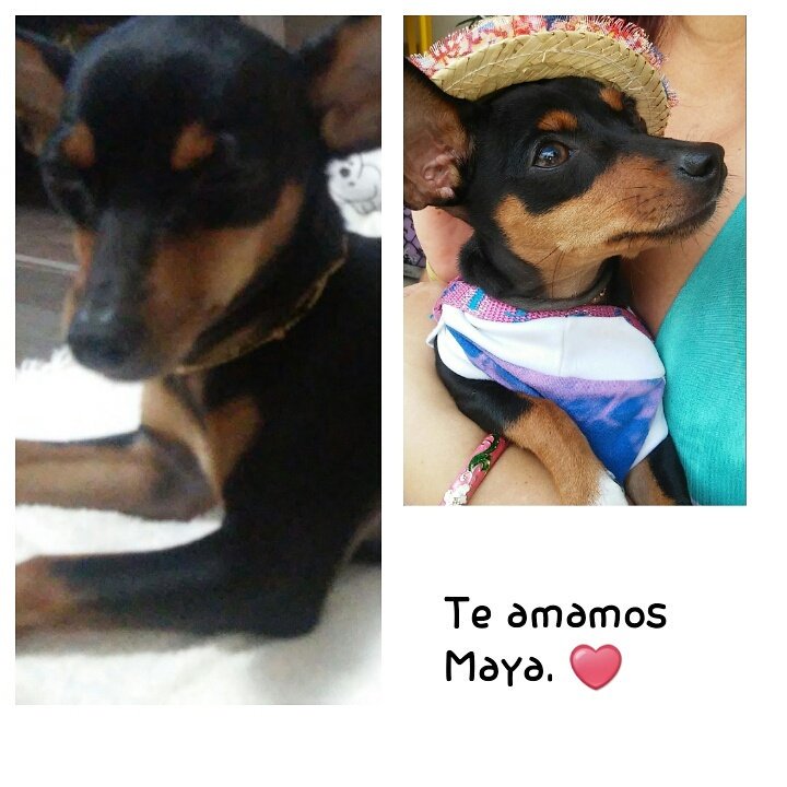 Saudades de vc Maya..