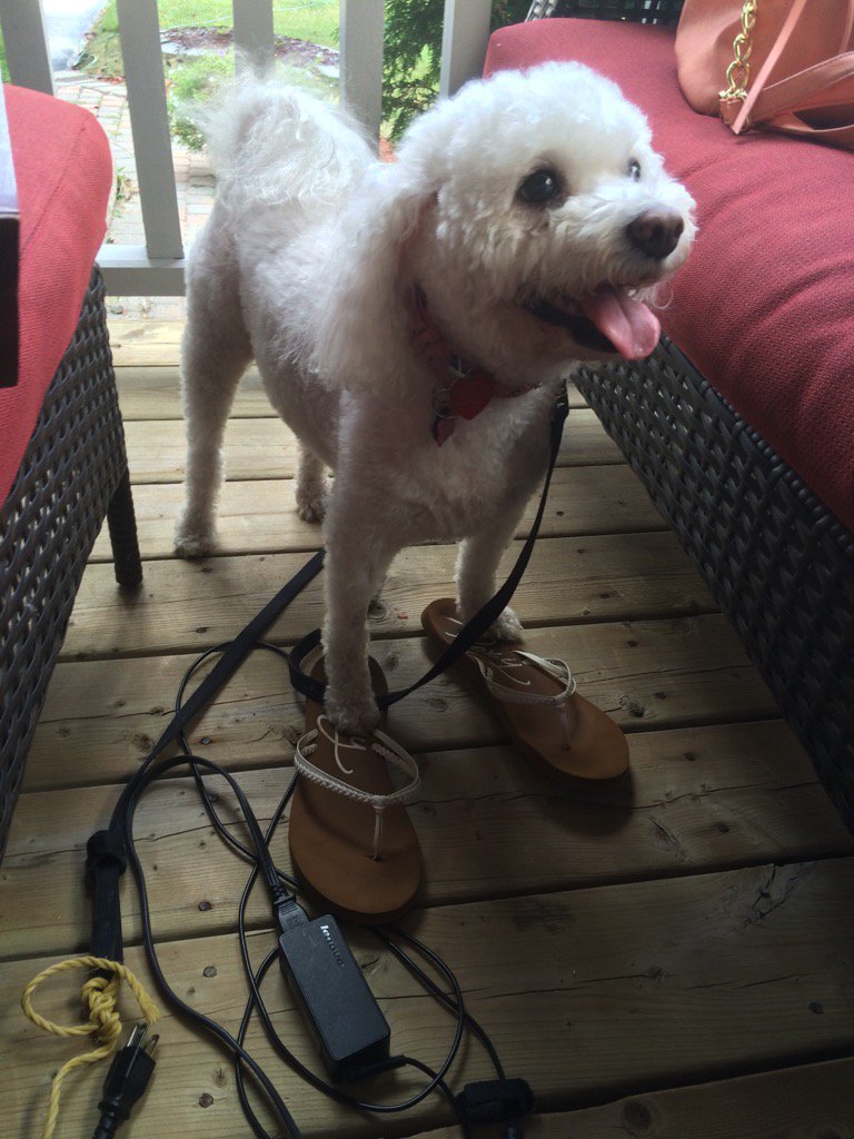LizzieMcFizzie's tweet photo. See I am wearing people shoes, so give me people food #yougoof https://t.co/5EfIoDh18M