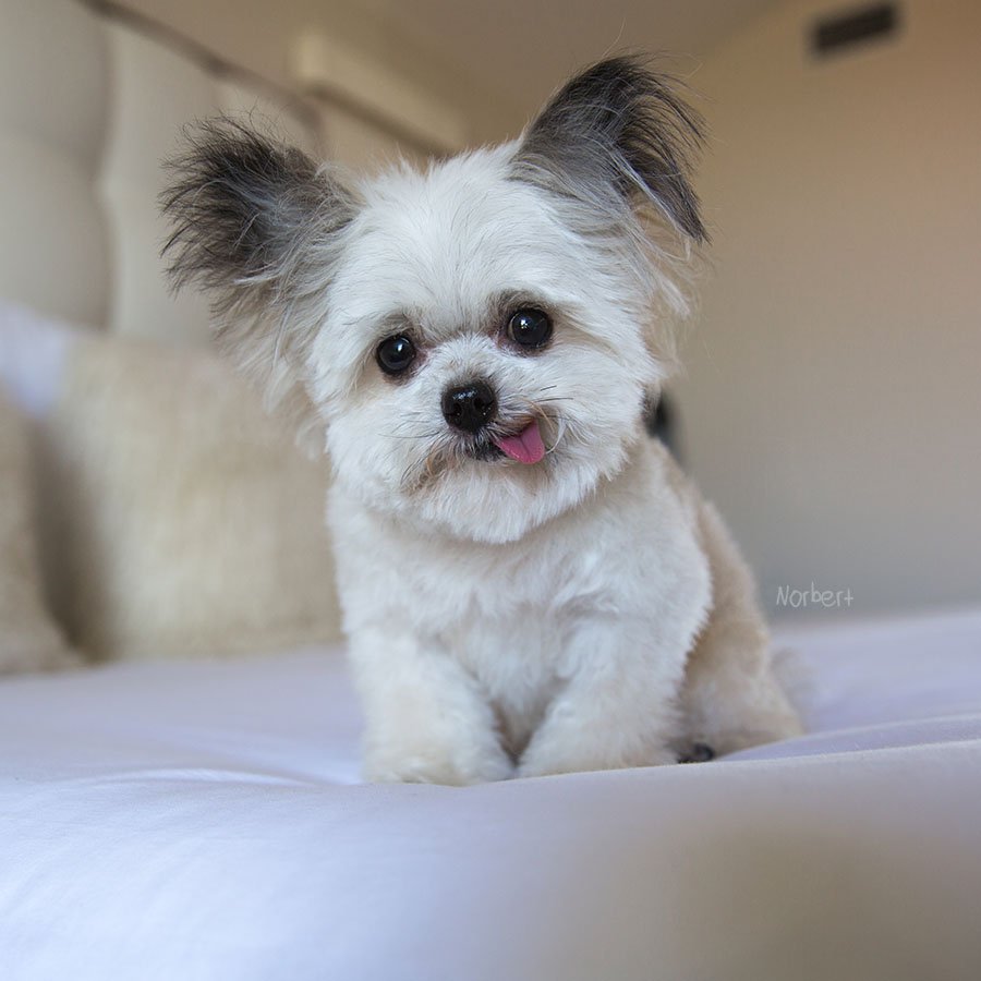 NorbertDog's tweet photo. I'm pretty good at making the bed. #norbed https://t.co/e6ePJSXe0m