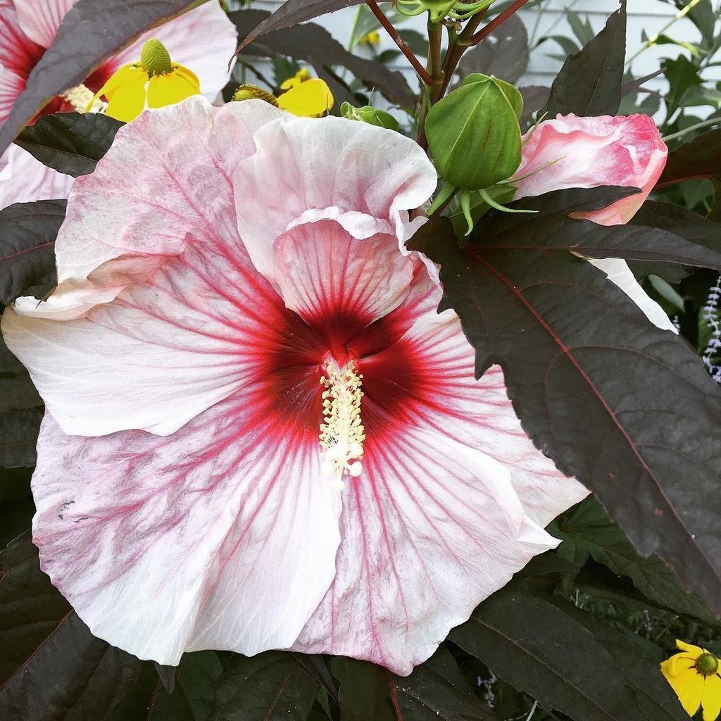 blanephoto's tweet image. #hibiscus #capecodgarden #bigpink #flower #beautiful ift.tt/2aSzPpB