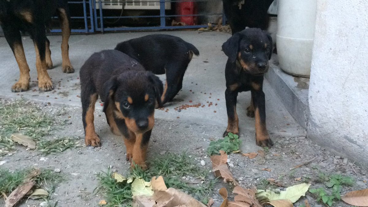 steph2haiti's tweet photo. When this pops up on the Haiti Expat page.
Looking for a home....
#HolySpiritLeadUs #YourWillBeDone https://t.co/NOCV16e41X