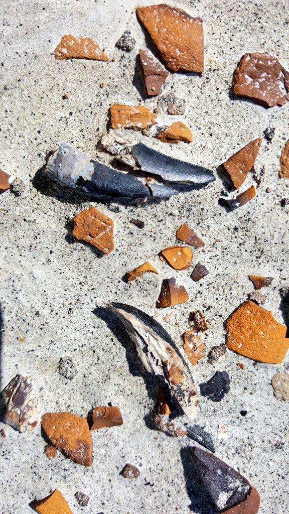 paleeoguy's tweet photo. You often don't find much when looking for fossils, so a little #Tyrannosaur tooth can make your day! #SADP2016 https://t.co/1wPxn3pW87