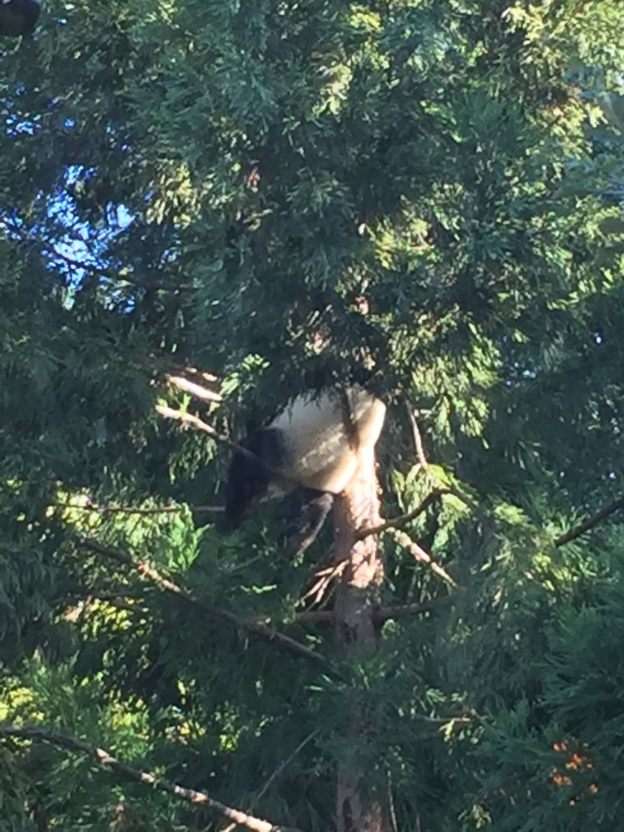 Yeah! Finally caught @houseofcubs outside before his tree nap.