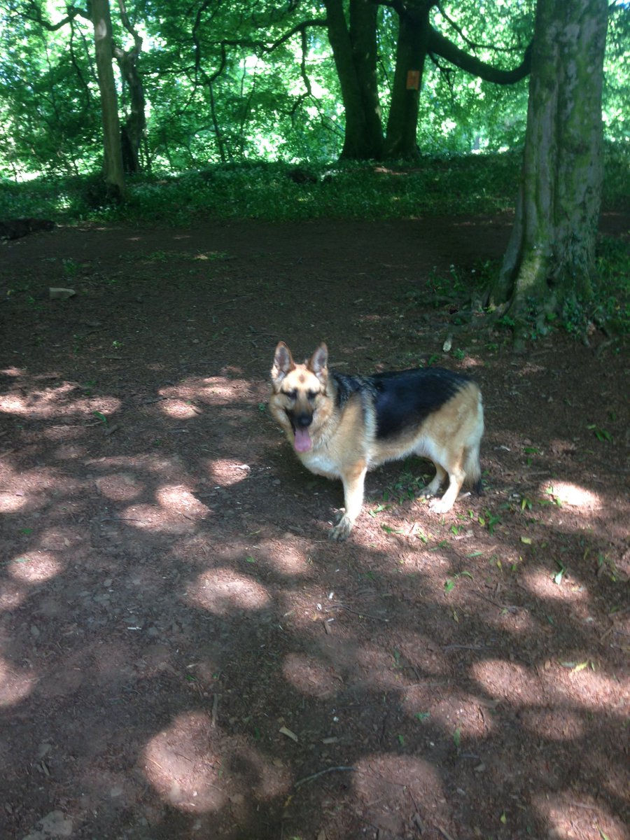 walkingwithsam's tweet image. Simba trying to cool off in the shade!!!