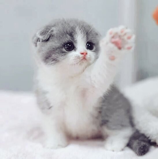 dilruba_lees's tweet photo. “The smallest feline is a masterpiece”
 - Leonardo da Vinci.
 https://t.co/8t3PTSAryZ