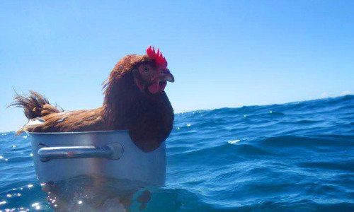 Un_Robot_Poule's tweet photo. T'es dans ta jalousie, j'suis dans mon jacuzzi. https://t.co/PaQK5OmLjb
