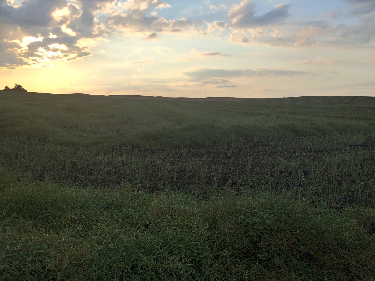 SweetCurling's tweet photo. #wcsask #crop16 #harvest16 #swathing #canola #seedhawk #JohnDeere #awesome #crop #summerharvest πππ»π« https://t.co/cvKAIsSGnU