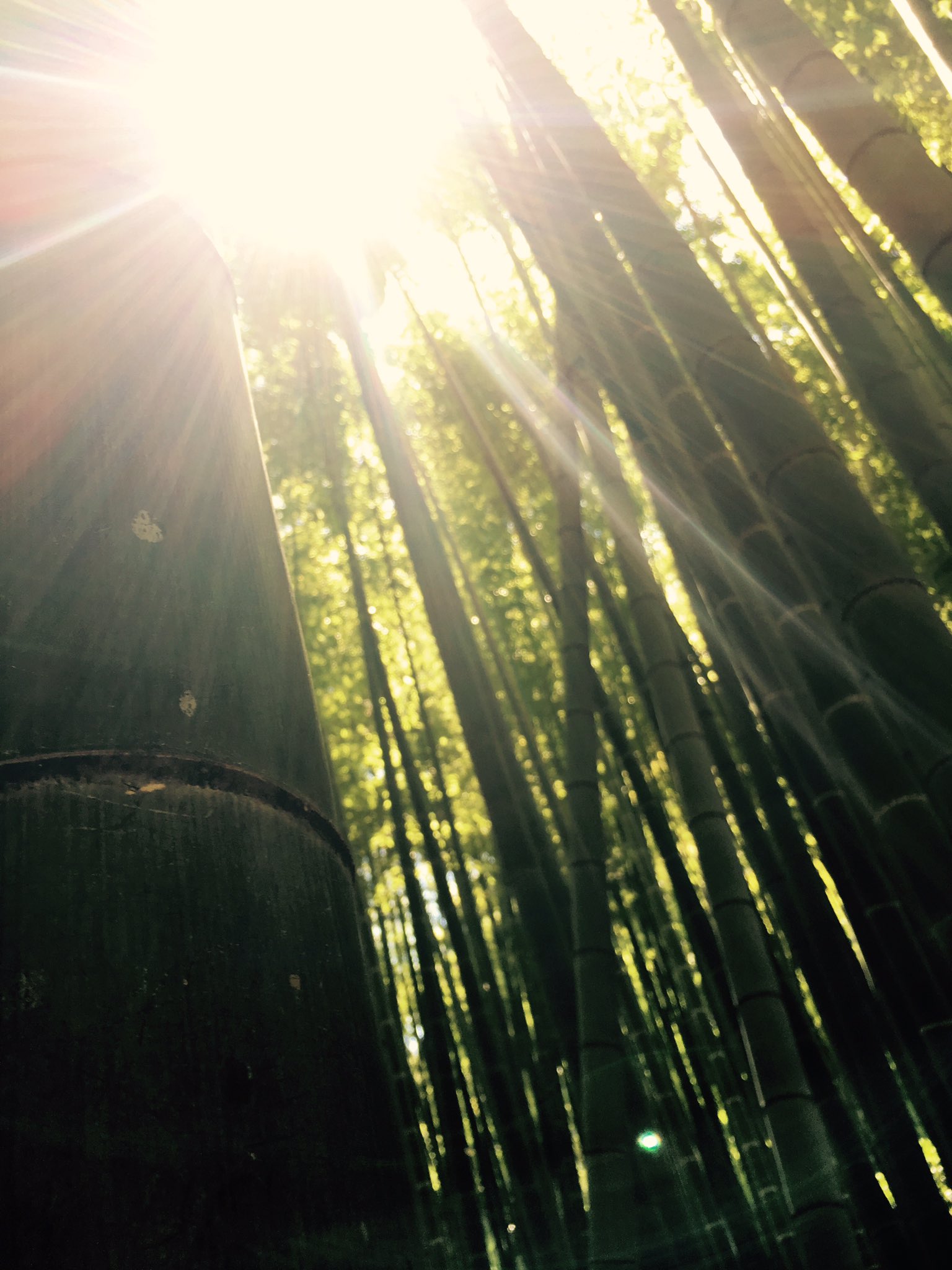 ゆみ 8 7 きのうは早朝から鎌倉報国寺で座禅会に参加してきたよ 竹林に癒された T Co Dq1heajacu Twitter