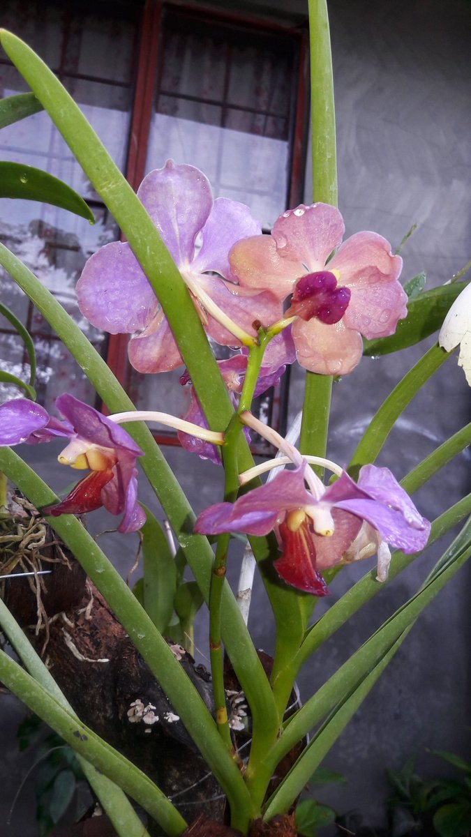 UmaliDhin's tweet photo. Flower is ❤ https://t.co/c4OkCihGqF