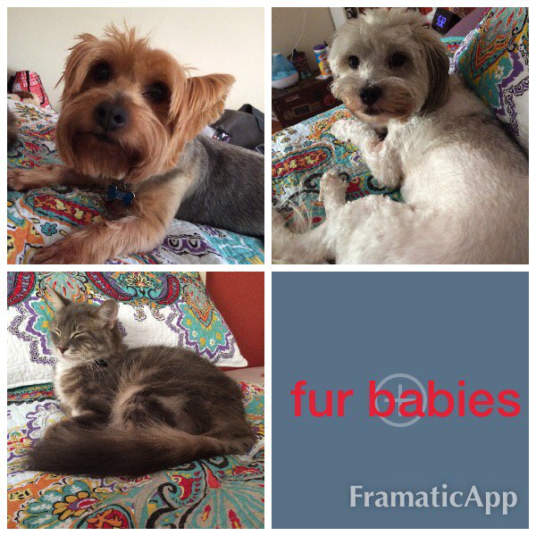 The fur babies minus 1 cat have taken over my bed... https://t.co/k1IYPKoj6D<a href="/tag/nationaldrinkwineday"class="tags"><span>#nationaldrinkwineday</span></a>