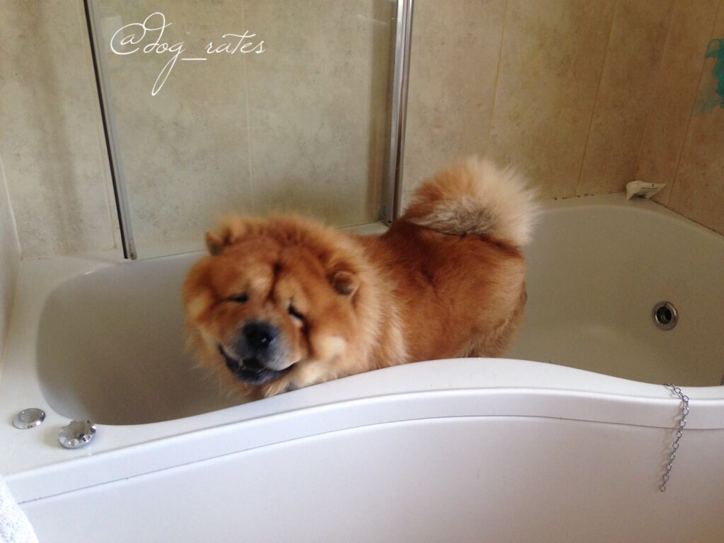 dog_rates's tweet image. This is Buddy. His father was a bear and his mother was a perfectly toasted marshmallow. 12/10 would snug so well