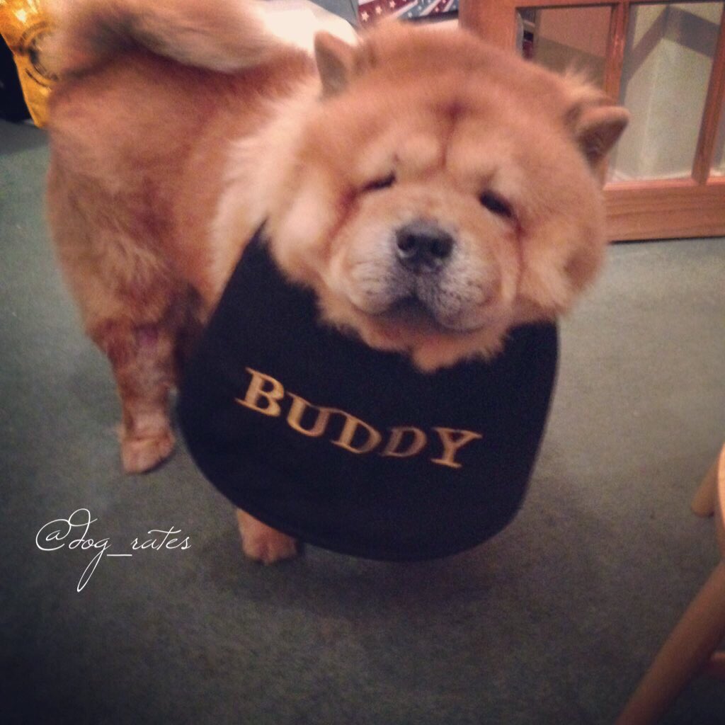 dog_rates's tweet image. This is Buddy. His father was a bear and his mother was a perfectly toasted marshmallow. 12/10 would snug so well