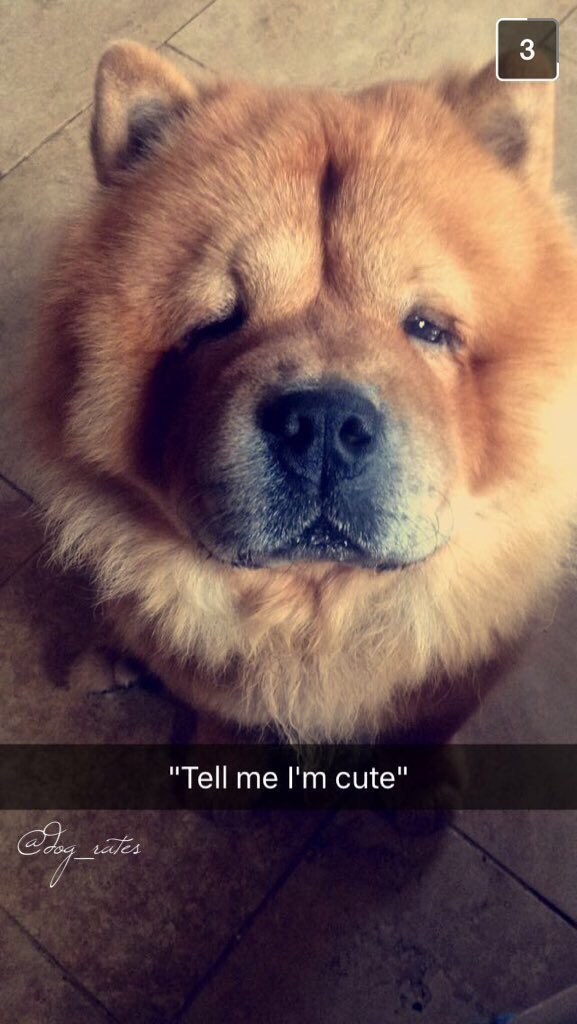 dog_rates's tweet image. This is Buddy. His father was a bear and his mother was a perfectly toasted marshmallow. 12/10 would snug so well