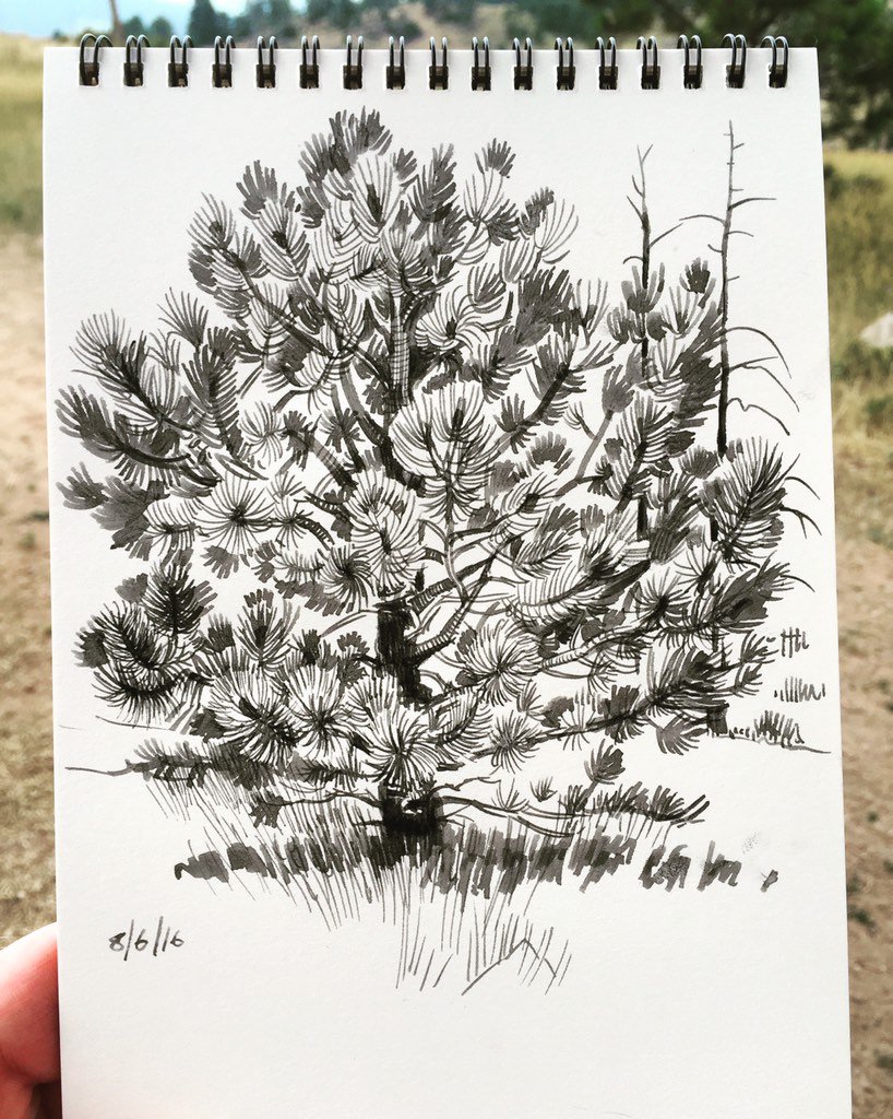 Sketching nature again, at Mt Falcon State Park. 