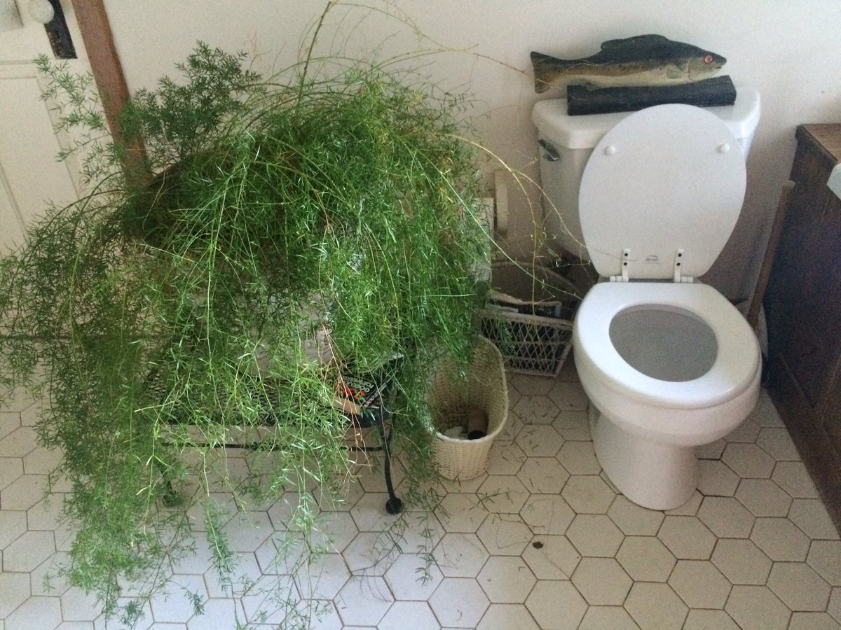 SydPhilomena's tweet photo. Who tf puts a giant, overgrown plant next to a toilet seat. Like no. That's actually so dumb. https://t.co/RUqWSLBjBS