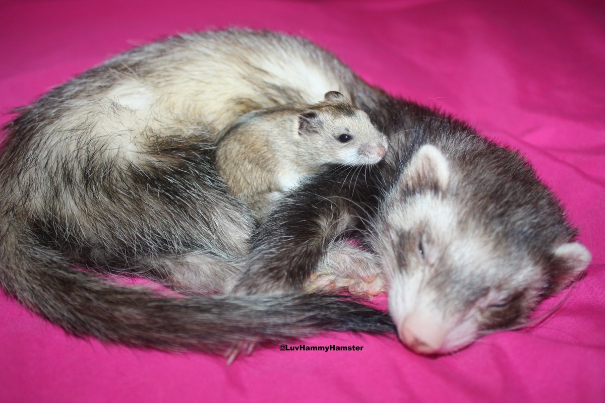 Hammy #FriendShipDay :-) Pls help <a href="/SaveKidsCastle/">SaveKidsCastle</a> so ALL Friendships can have fun at the park :-) #ShareSomeSoul