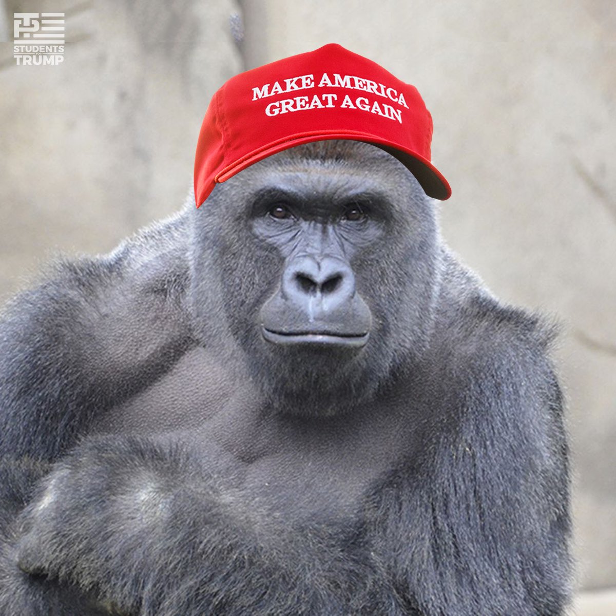 Literally just a picture of Harambe (peace be upon him).