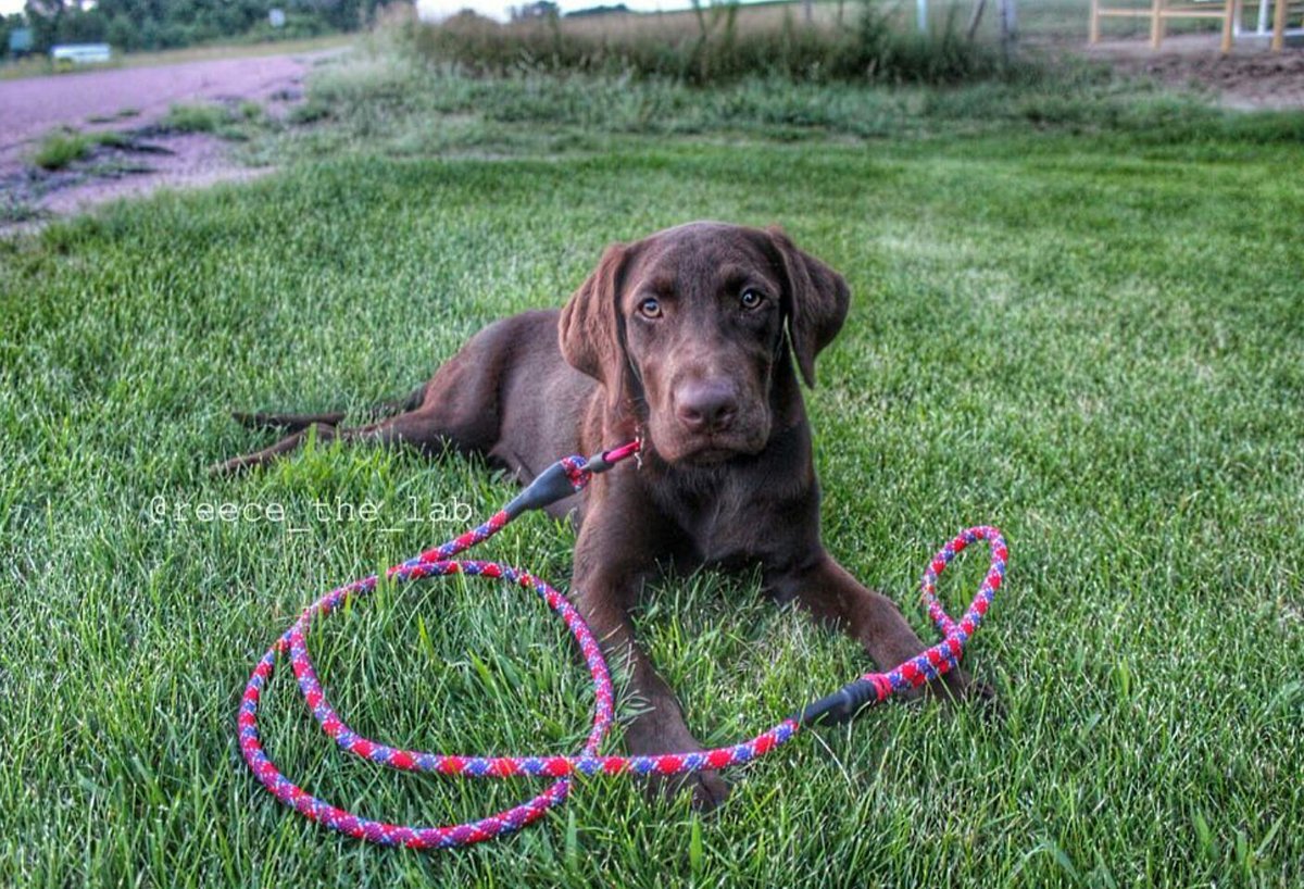 Here's are red leash in action here! 🐶