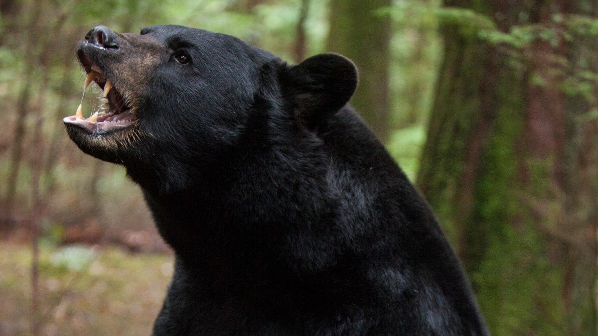 outsidemagazine's tweet photo. The first step in surviving a black bear attack: Don't get attacked by black bears: https://t.co/mkCsLwGW1j https://t.co/k5XeLm1k7c