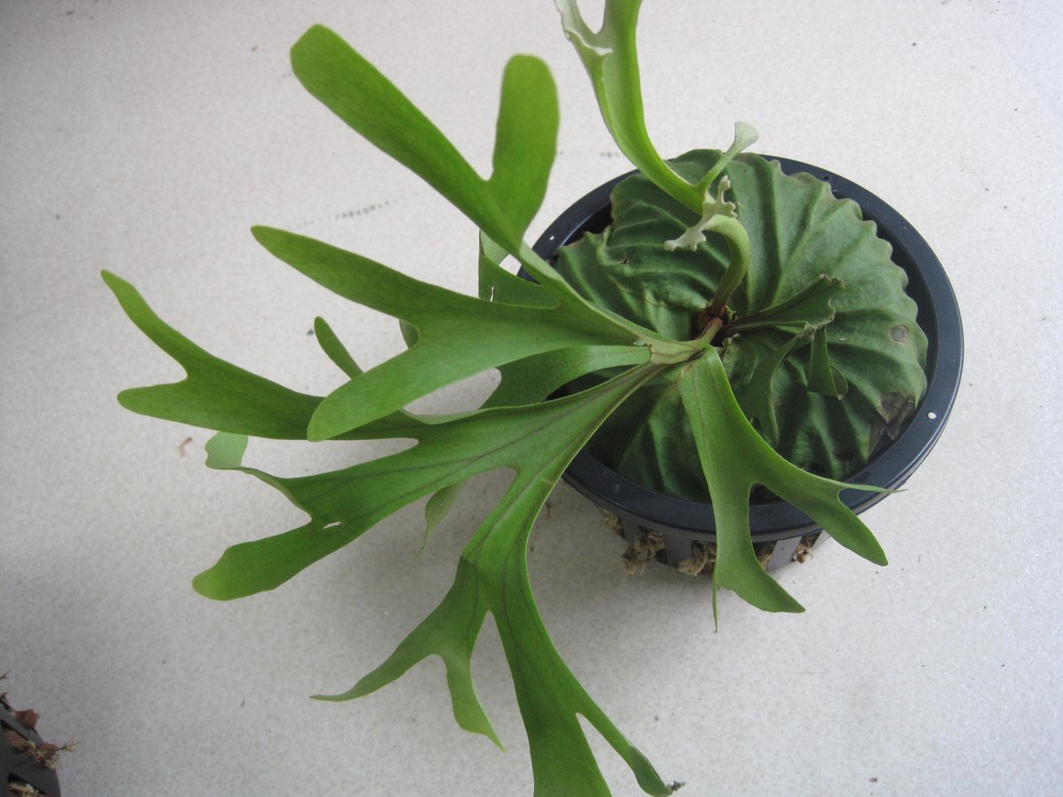 Take アクアマイティー Ar Twitter ビカクシダ リドレイ ポット管理品です 沢山在庫しています 販売価格 ７８００ 税別 T Co 9bddswxlmy ビカクシダ コウモリラン リドレイ