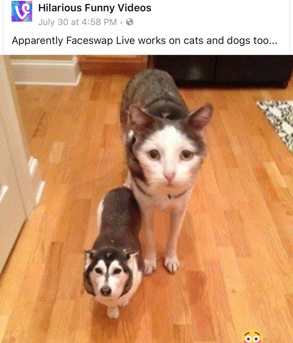 ntfabros's tweet photo. 😳 WTF am I looking at?!? (spaceballs quote) #faceswap #funny #pets #spaceballsquotes https://t.co/6MnVeeRwd2