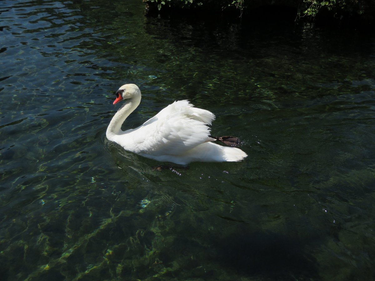 Strobelights91's tweet photo. #nature #swan #lotusflower https://t.co/nh9dxfHPql