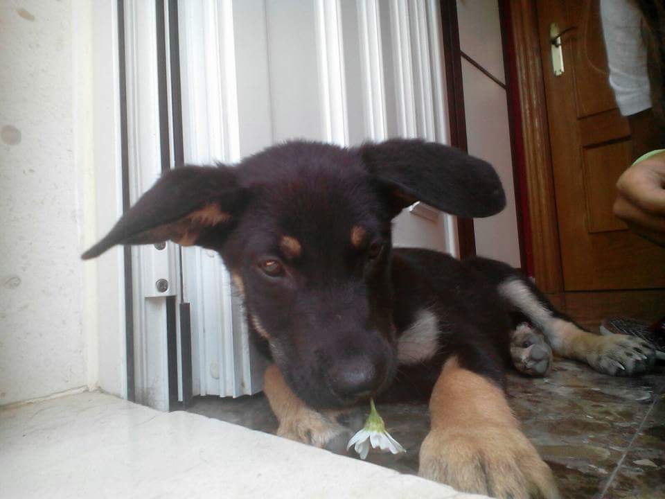 alba_verdee's tweet photo. ⚠️⚠️VAAAAAAAAAAAAAA AYUDARLES A ENCONTRAR UNA CASA YA SEA DE ACOGIDA O ADOPCIÓN ⚠️⚠️ https://t.co/gPxBiKI7iX