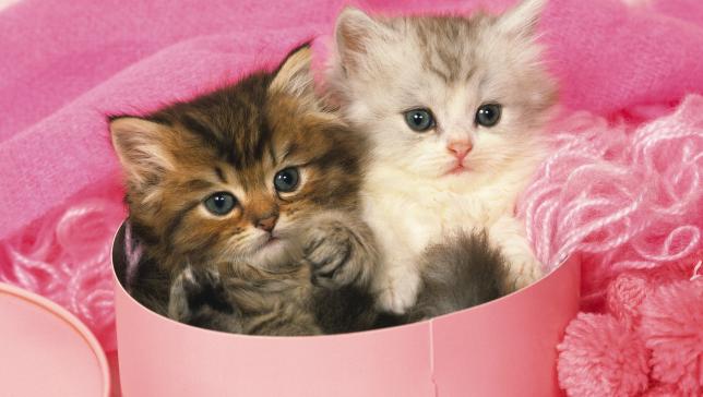 Internationaler Katzentag: 20 Gründe, Büsis zu lieben #Weltkatzentag blickamabend.ch/5347557?utm_so…