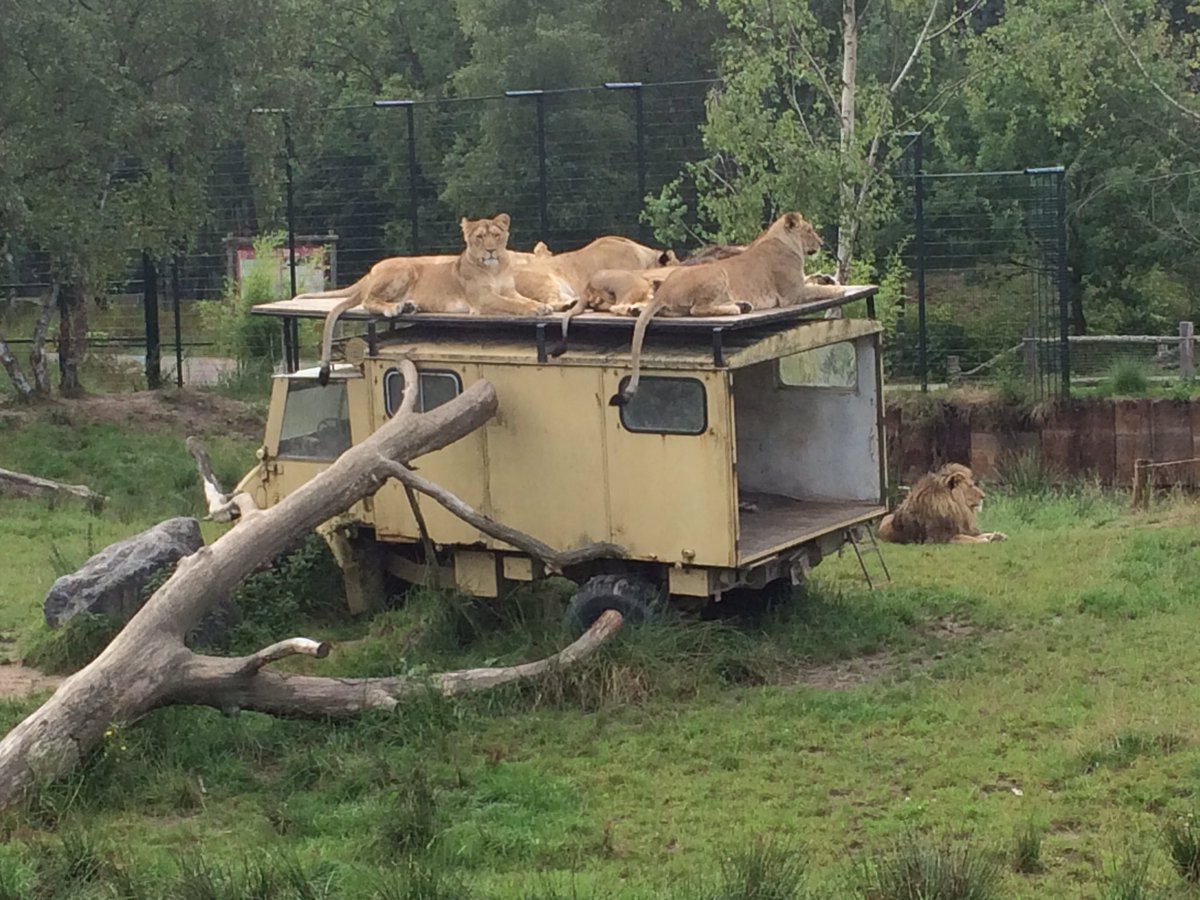 Eefke291076's tweet photo. Wat een mooi park! #wijkomenzekerterug @safariparkbb #superdag #genieten #wandelsafari #bussafari https://t.co/u1ff5fRhMR