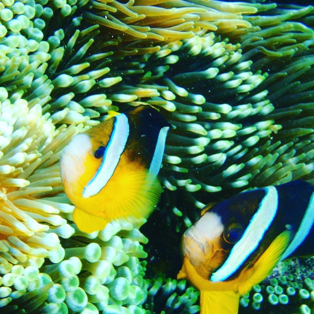tapioca03's tweet photo. シュノーケルでニモ見れたよ🐟  #snorkel #snorkeling
#bali #Indonesia #island #ocean #beach #resort #bacat… https://t.co/PYNDowXqD7 https://t.co/iLpz1XliKZ