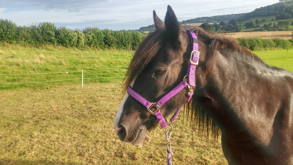 JoshNeateCD's tweet image. Good morning! #equine #sun #carriagedriving #mornings #country #mondaymotivation