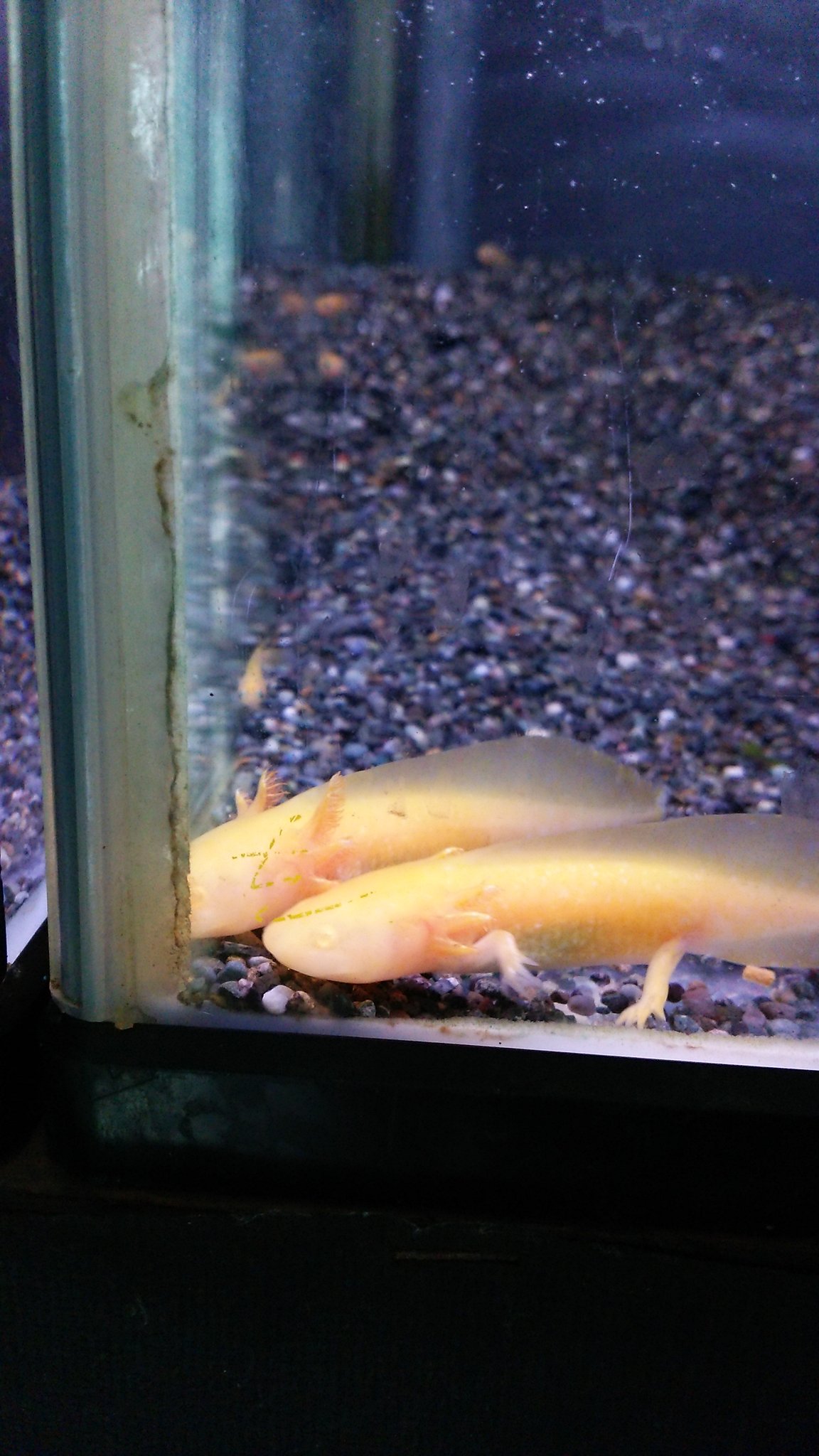 Npo法人ことりのおうち ゴールデンウーパールーパー入荷しました 綺麗に色出てます O V ウーパールーパー 神奈川県 販売 インテリアグリーンaqua 藤沢キュン 長後 ペットショップ ゴールデン 両生類 T Co Thhqh5amzp Twitter