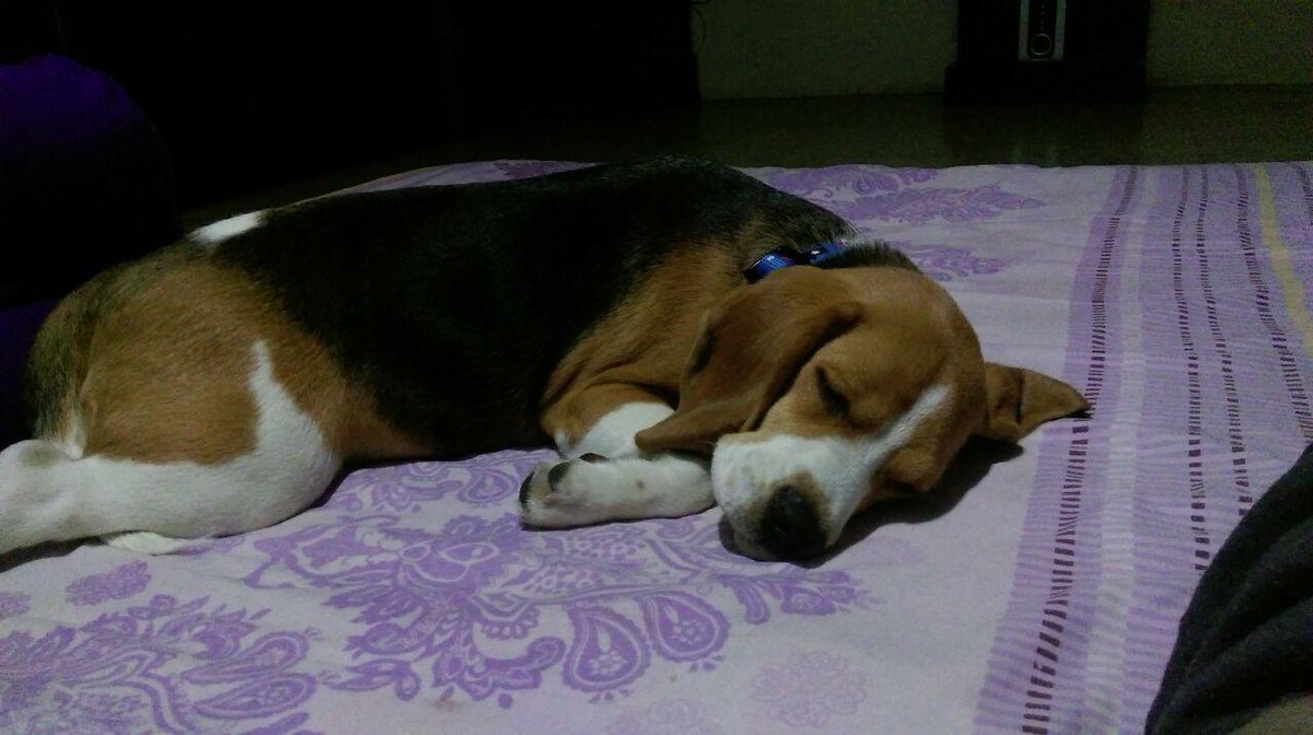 Milind1975's tweet photo. #CurretStatus - #Puppysitting / #sleepsitting little #Cleopatra! Isn't she a doll!!! https://t.co/3SOaA1yxME