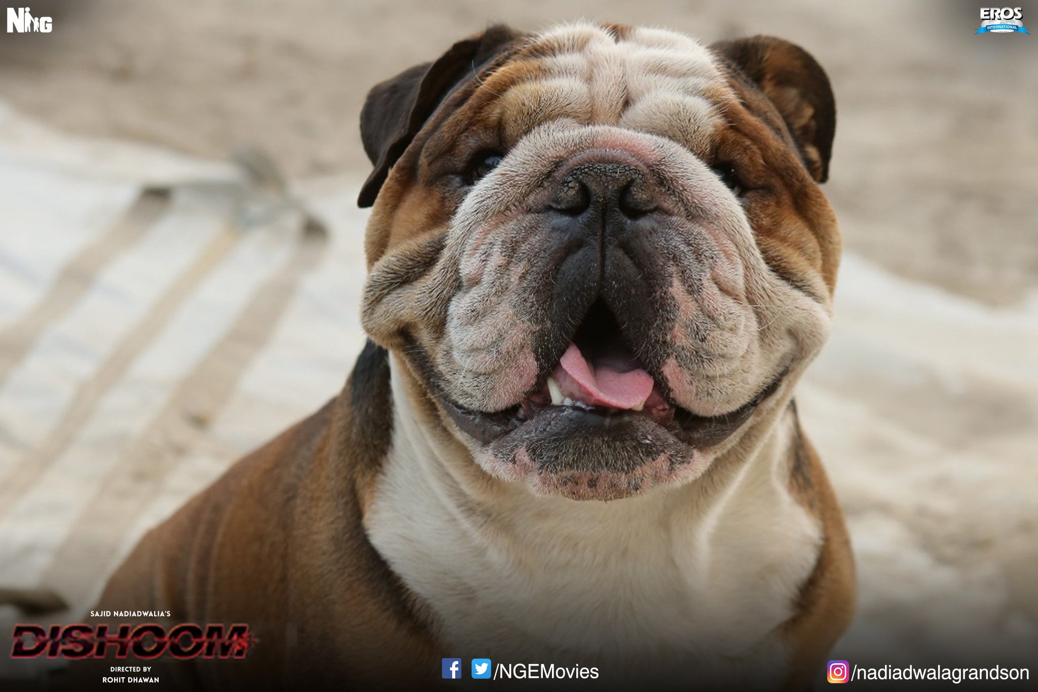Dishoom On Twitter One Look At Bradman And You Ll Forget Your Monday Blues Dishoom Varun Dvn Rohitdhawan Sajidnadiadwala Https T Co H8ps4jgquz