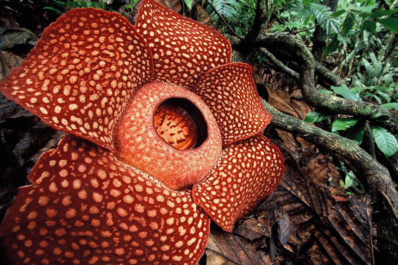 thelaststraw_'s tweet photo. Vileplume is a pokémon inspired by the Malaysian rafflesia, the world's largest flower! Both emit toxic fumes. 🌺💀 https://t.co/bSBRf5nqek