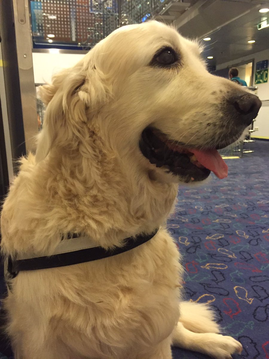 14 anni portati bene! #cani #vacanze