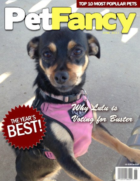 Chewy_Lulu's tweet photo. Lulu of @Chewy_Lulu and @ChewLuLicious Got good press in the latest edition of Pet Fancy. #Buster2016 https://t.co/esgzG5Pnqj