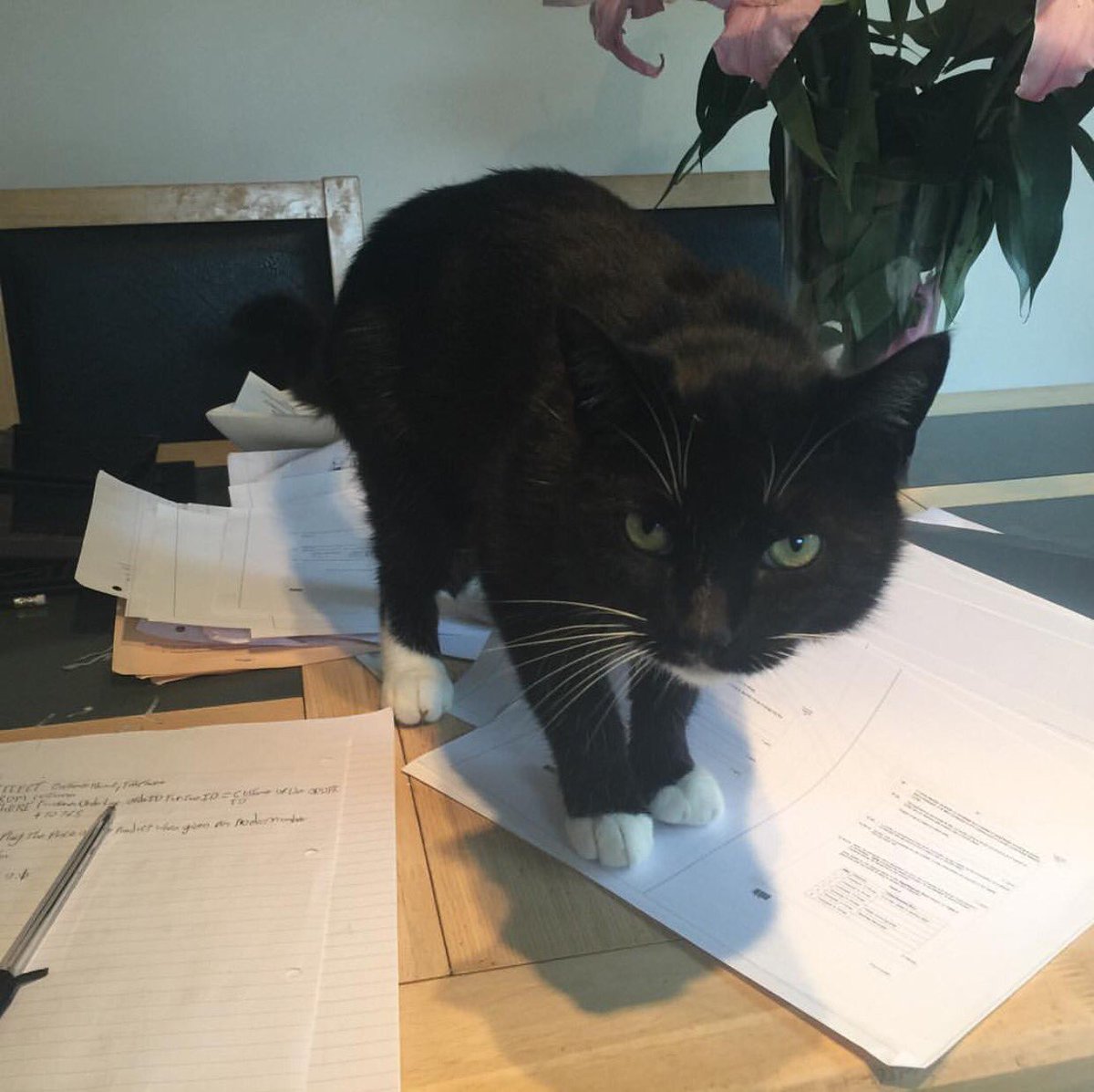 StructureWeb's tweet image. Meet @TobyDustin1248's cat Tag. He stalks the office, his job title is "keyboard Tester" #InternationalCatDay