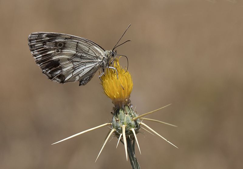 ekosaimbeyli's tweet photo. #Butterfly #Black #Marbled #White
#Ecotourism in #Saimbeyli #Adana #Turkey    
https://t.co/ftqWZdjejd https://t.co/WxjpW0AtLo
