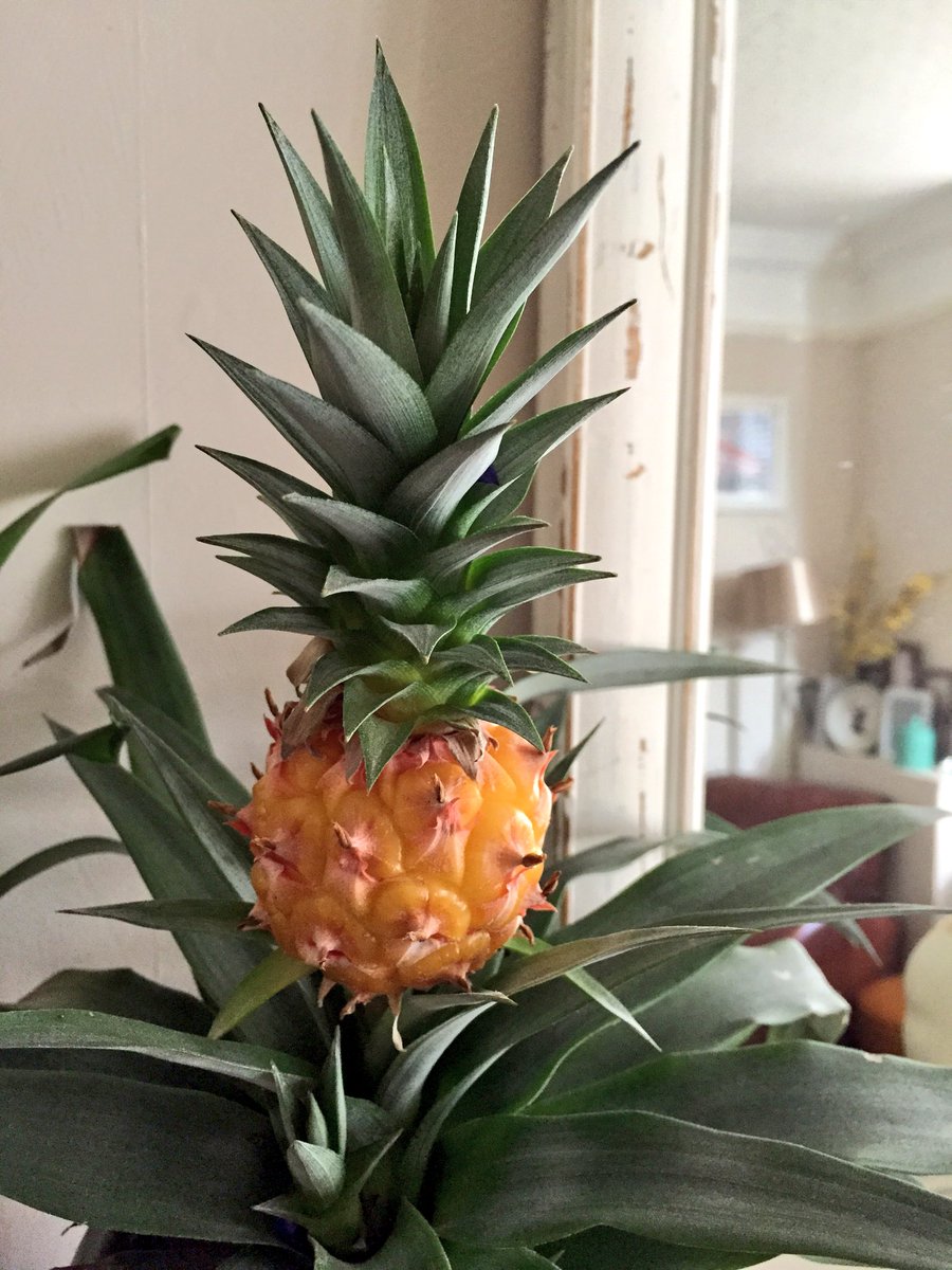 KatyTruss's tweet photo. It's time to harvest! @Tesco #pineapplejoy https://t.co/ZHiJHWJOcj