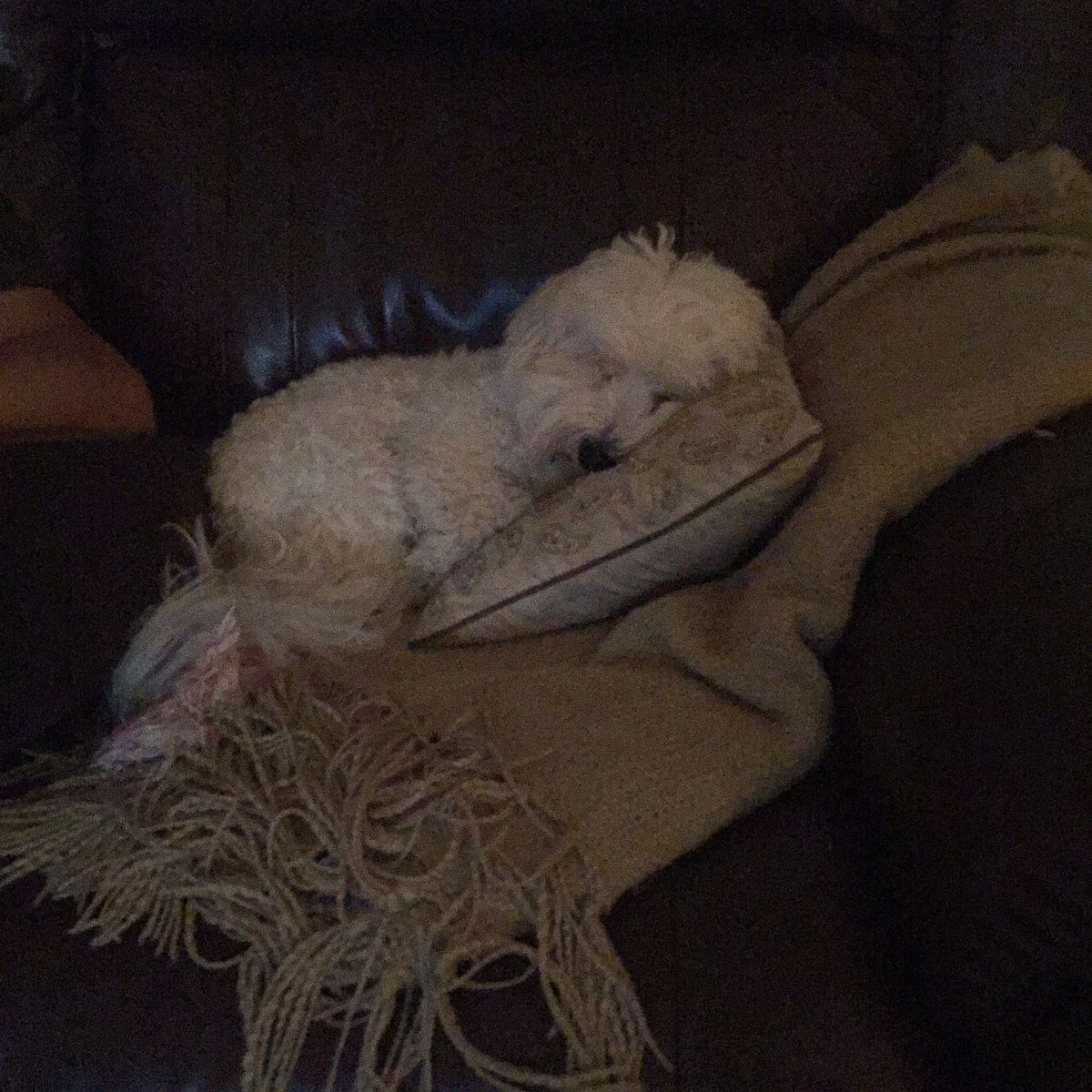 drizzykinks's tweet photo. sleepy: a series https://t.co/08d3iMtgHc