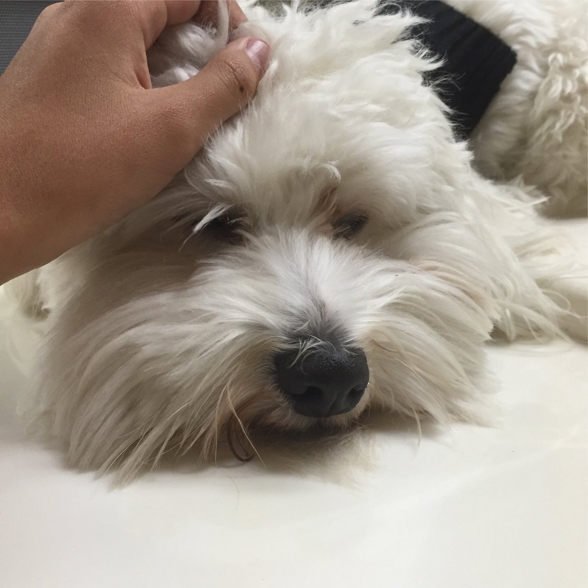 drizzykinks's tweet photo. sleepy: a series https://t.co/08d3iMtgHc