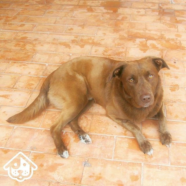 roverdotcom_it's tweet photo. Che amore!!! @echos77 #cane #animali #cucciolo #amicocane #amicoa4zampe #ciccio #dogofthed… https://t.co/irYNXiA5jc https://t.co/BWgJc6kOFb