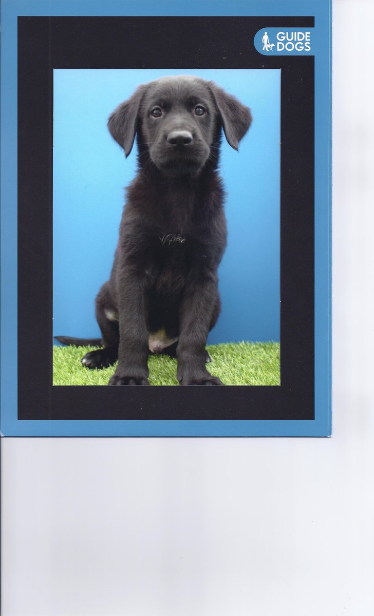 GuideDogsKnox tweet picture